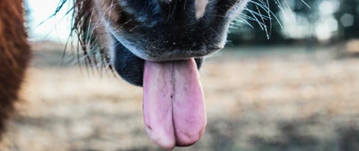 horse, pony, nose, snout, whiskers