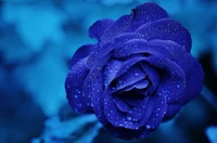 Lebendige blaue Rose mit Regentropfen