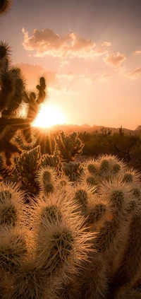 Paisagem desértica ensolarada com cactos sob um céu nublado