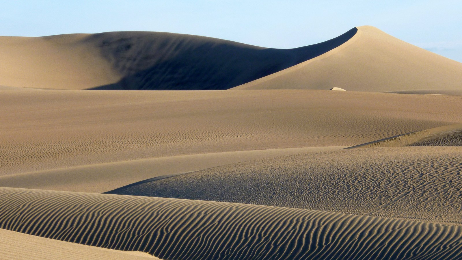 Girafes marchant à travers les dunes du désert (dune, sable, désert, erg, forme de relief éolien)