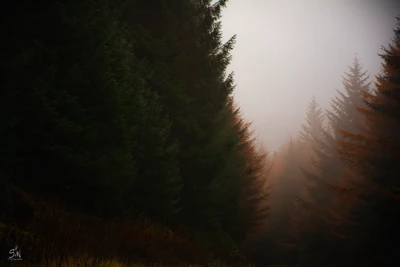 Enigmatic Forest: Misty Conifers Under a Veil of Darkness