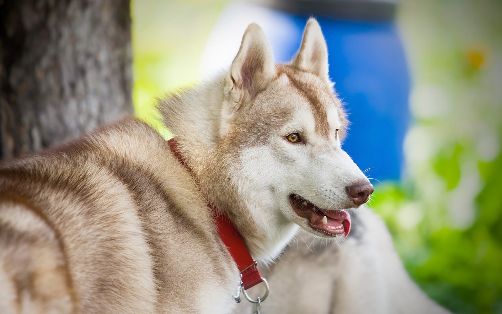 Um cachorro borrado com uma coleira vermelha (husky siberiano, filhote, cachorro, raça de cachorro, cão lobo de saarloos)