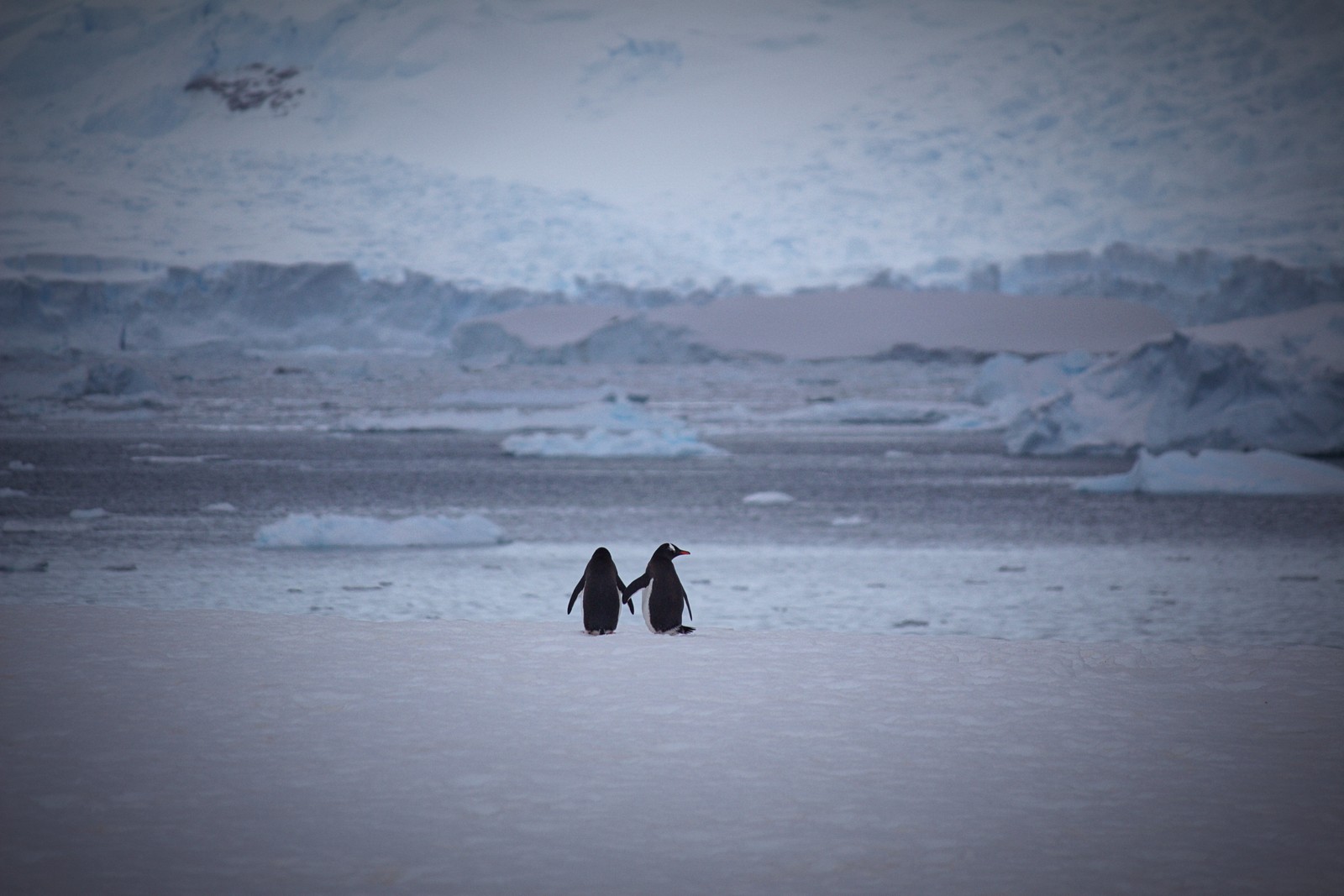 Há dois pinguins que estão em pé na neve (pinguim, pinguim imperador, pássaro não voador, ártico, gelo)