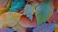 autumn leaves, frost leaves, colorful background, aesthetic, 5k wallpaper