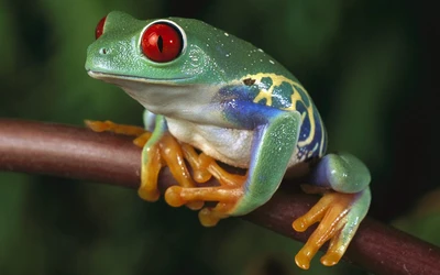 Nahaufnahme eines lebhaft gefärbten rotäugigen Baumfrosches auf einem Ast