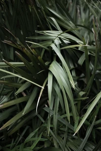 Lush Green Leaves of a Terrestrial Herbaceous Plant