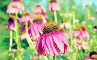 Vibrant Pink Coneflowers in Bloom