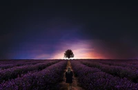 Mujer solitaria caminando por campos de lavanda al atardecer