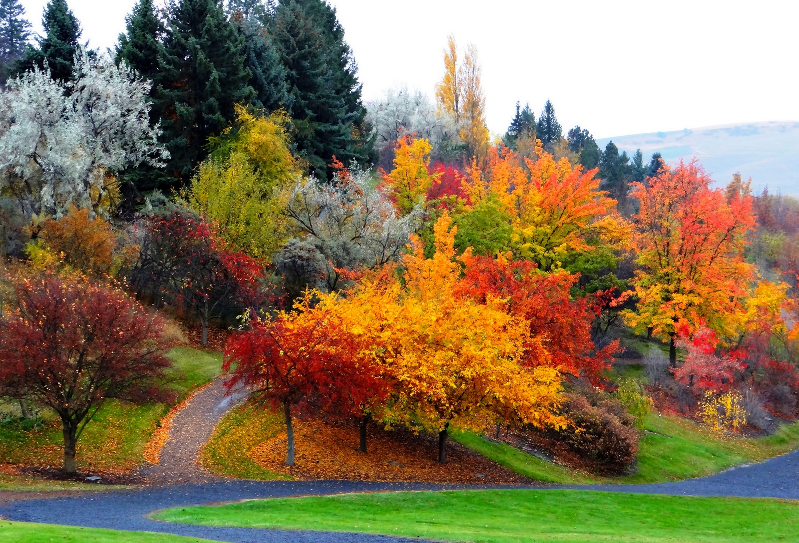 Vista de una carretera sinuosa rodeada de árboles coloridos en otoño (otoño, árbol, hoja, naturaleza, vegetación)