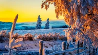 Serenidade da manhã de inverno: árvores cobertas de geada e reflexão do céu dourado