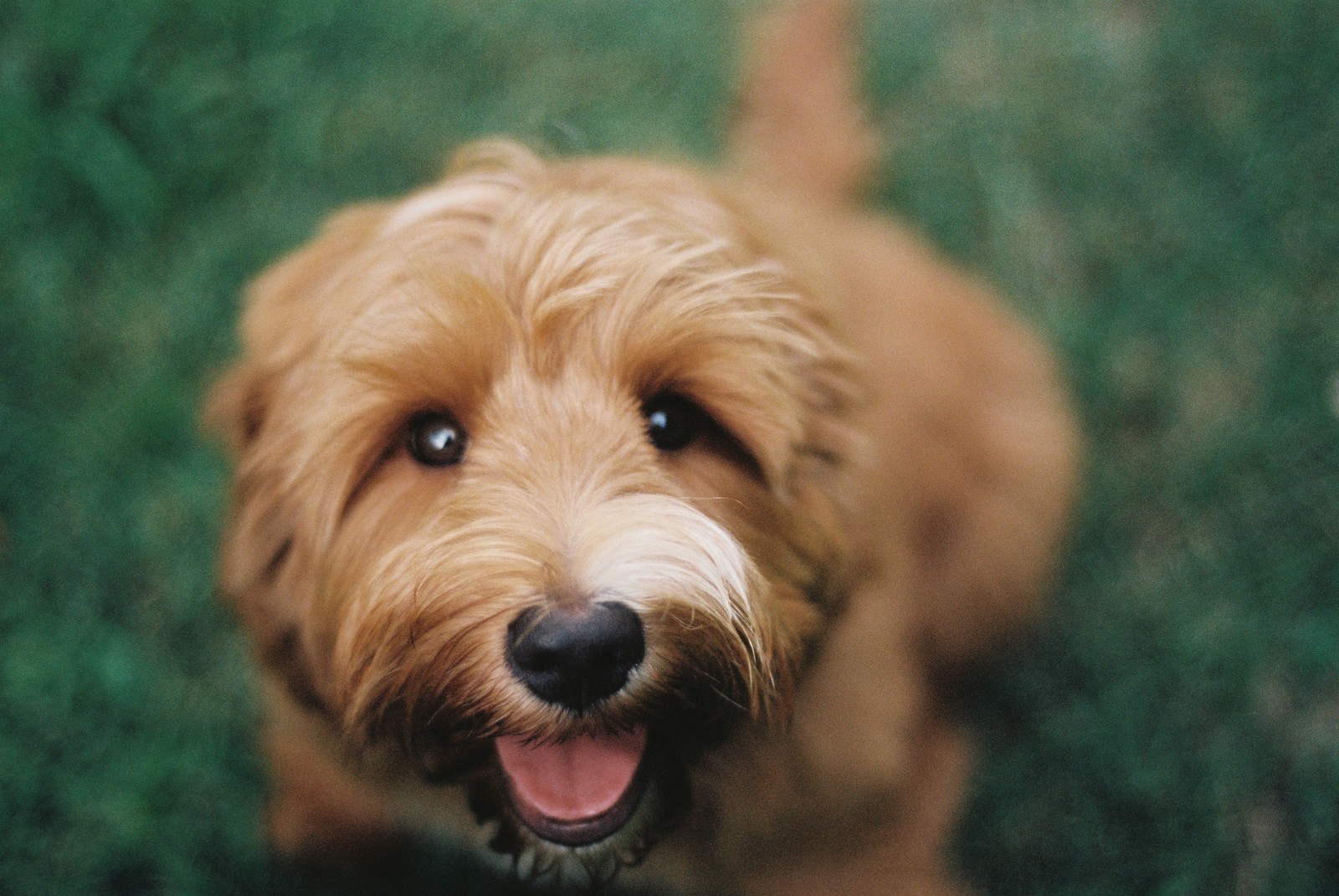 There is a brown dog that is looking up at the camera (canidae, dog, dog breed, goldendoodle, apex predator)