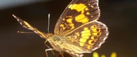 Borboleta vibrante: uma visão macro de um inseto Lycaenid