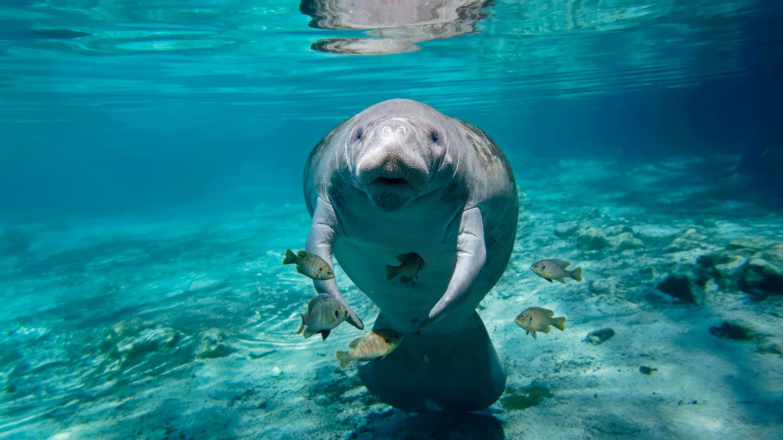 Мужчина плавает в воде с рыбами вокруг (dugong, под водой, животные, животное)