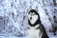 Filhote de Husky Siberiano em um país das maravilhas de inverno