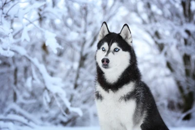 Chiot Husky Sibérien dans un pays des merveilles d'hiver