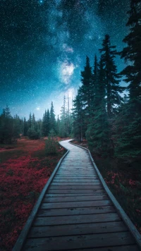 Starlit Path Through a Vibrant Forest Landscape