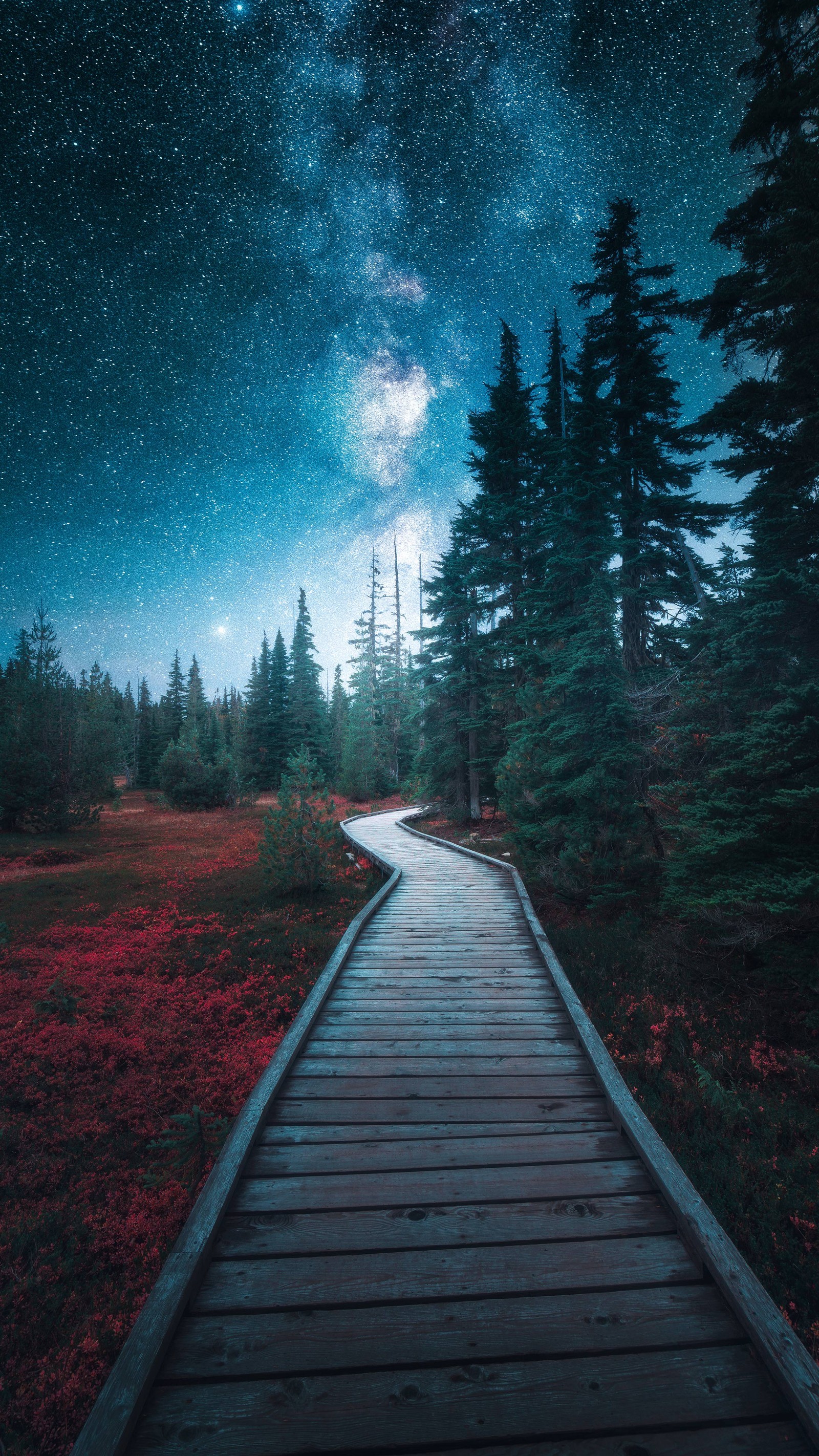 Pasarela de madera arrafed en un bosque con un cielo estrellado (naturaleza, nube, planta, paisaje natural, árbol)