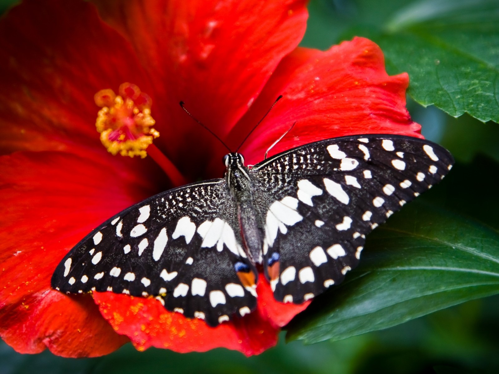 Es sitzt ein schmetterling auf einer blume (blume, insekt, schmetterling, motten und schmetterlinge, wirbellose)