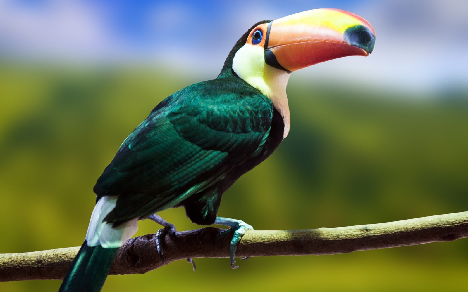 There is a colorful bird sitting on a branch with a green background (beak, bird, toucan, piciformes, parrot)