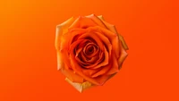 orange rose, 8k, оранжевая эстетика, 5k, оранжевый цветок