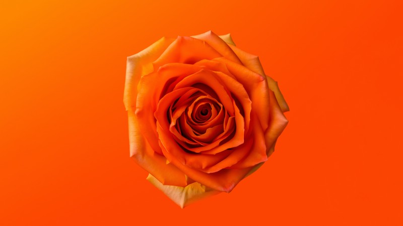 Крупный план одного оранжевого розы на ярком оранжевом фоне (orange rose, 8k, оранжевая эстетика, 5k, оранжевый цветок)