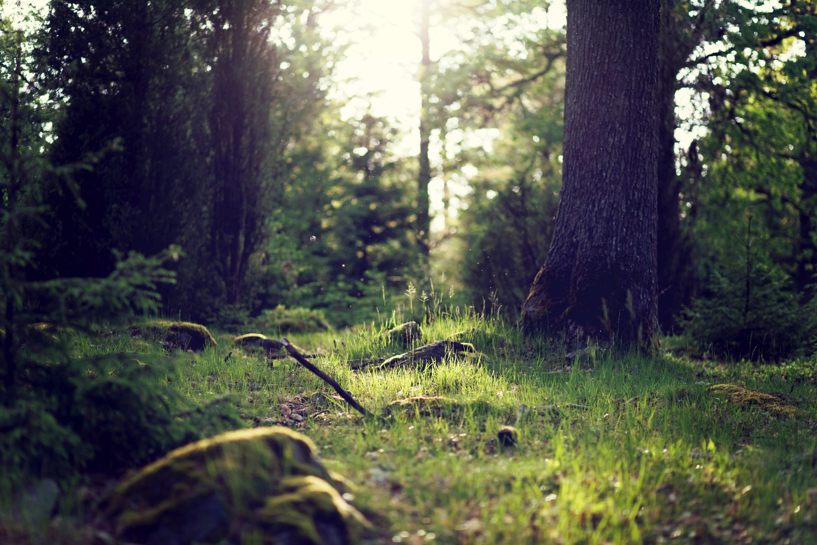 Uma imagem de uma floresta com muitas árvores (natureza, árvore, floresta, vegetação, reserva natural)