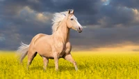 Majestuoso semental palomino galopando a través de un vibrante prado bajo cielos nublados