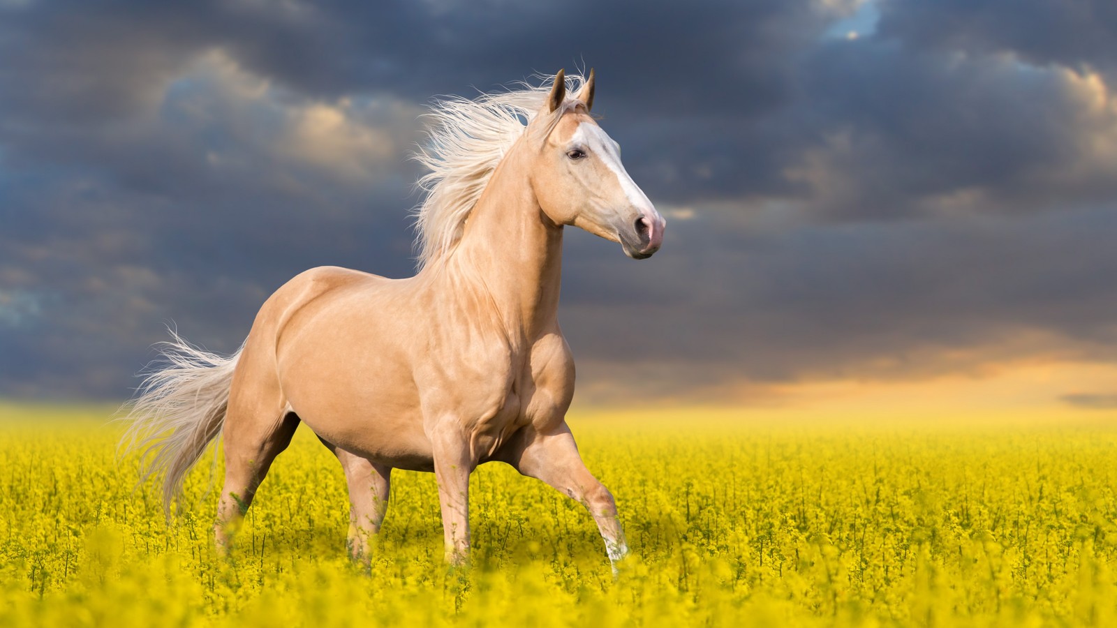 Cheval courant dans un champ de fleurs jaunes sous un ciel nuageux (palomino, étalon, cheval, prairie, crinière)