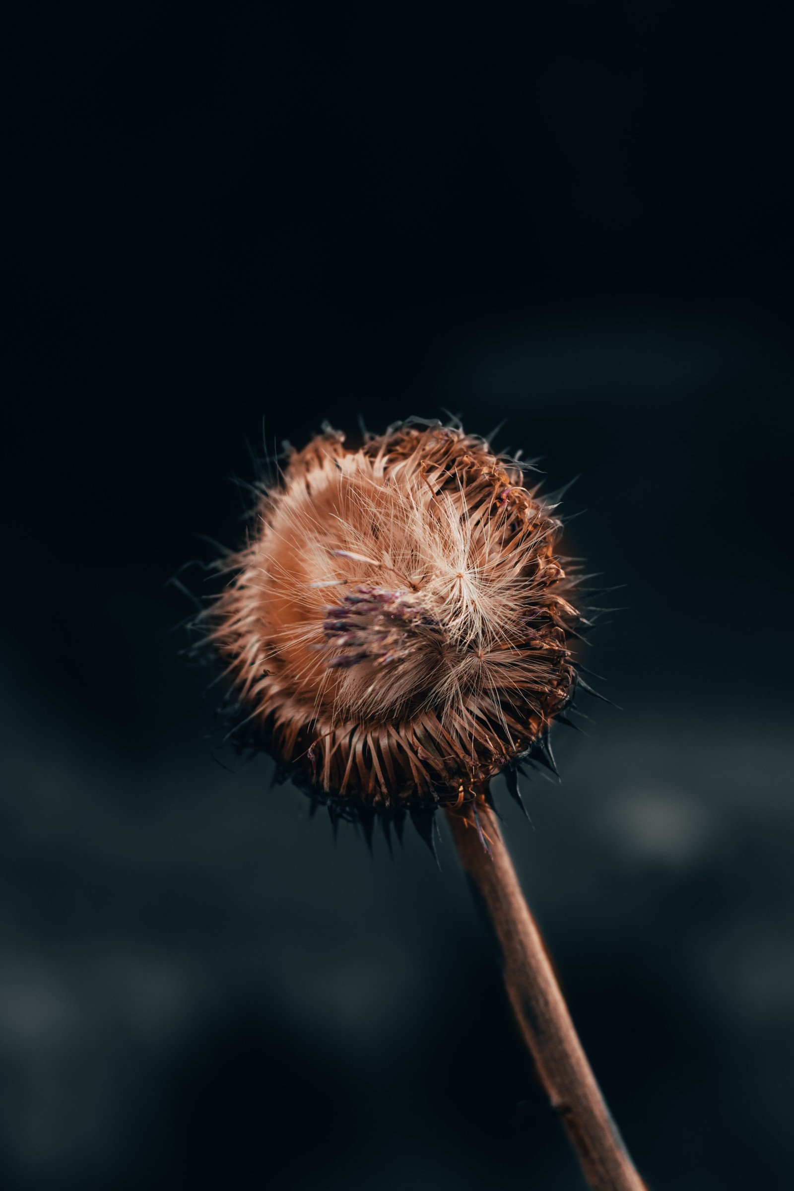 Un gros plan d'une fleur séchée sur un bâton (fleur, plante, pissenlit, tige de plante, fleur sauvage)