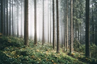 Misty Spruce Fir Forest: A Serene Woodland Grove