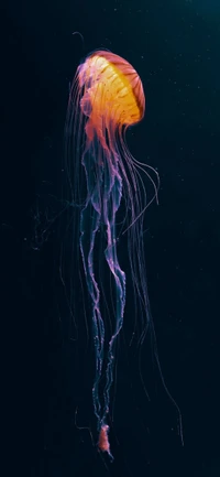 jellyfish, water, marine invertebrates, underwater, marine biology wallpaper