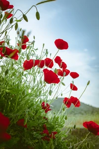 plante à fleurs, fleur, rouge, coquelicot, plante