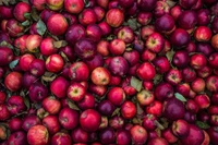 Harvested Red Apples: A Bountiful Display of Nature's Sweetness