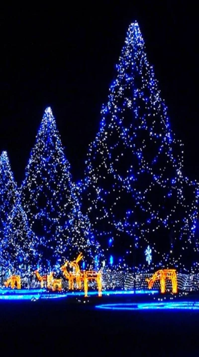 blue, christmas, holiday, tree