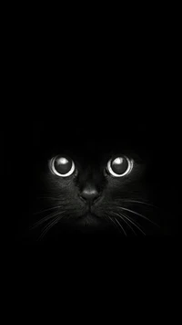 black, cat