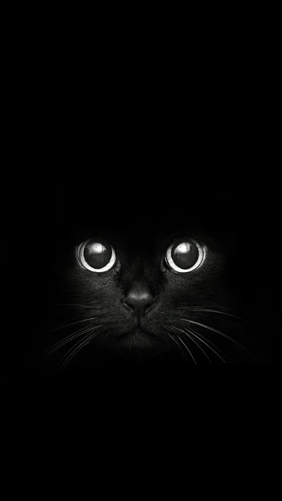 noir, chat