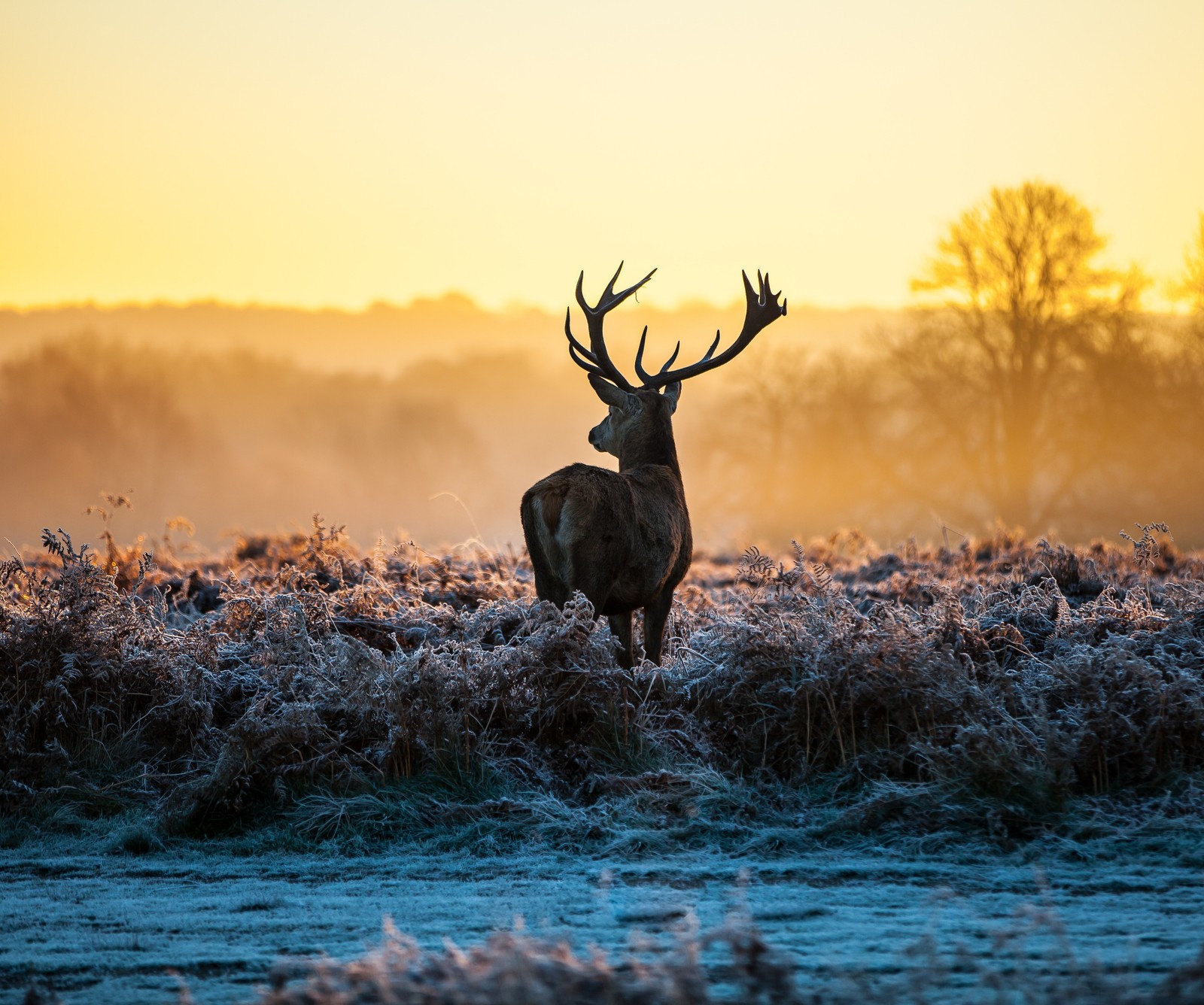 Ein giraffe steht auf einem feld mit frost auf dem boden (tiere, hirsch, natur, wildleben)