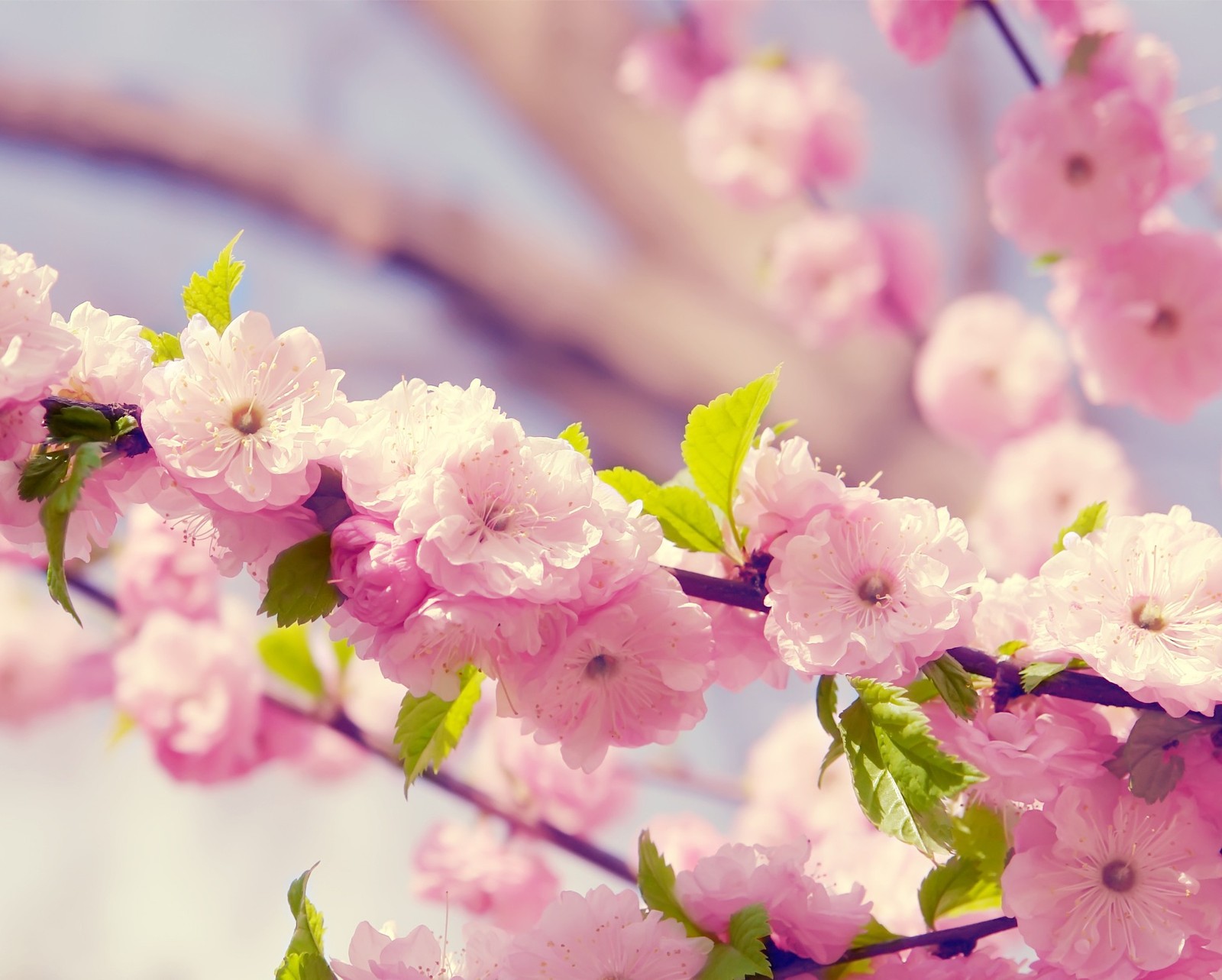 There is a bird sitting on a branch of a tree (cherry, flower, pink, spring)