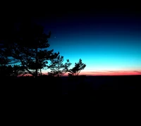 Crépuscule serein sur des arbres silhouettés