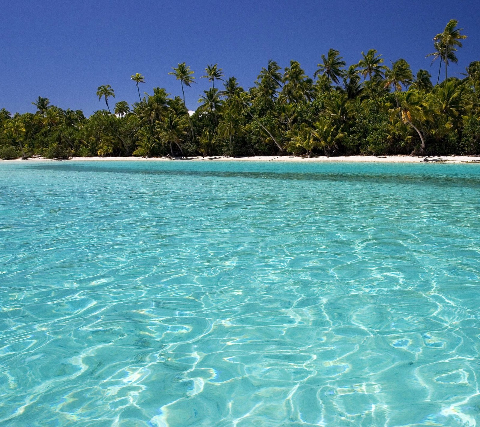 There is a clear blue ocean with palm trees in the background (beach, landscape, nature, perfect, sand)