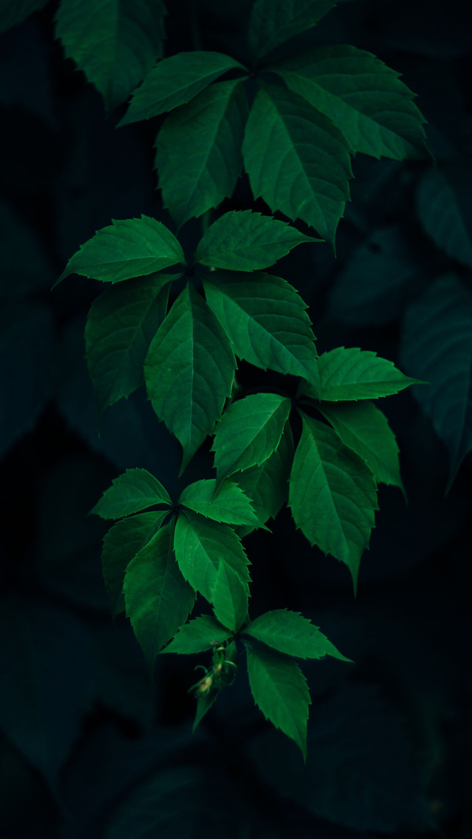 A close up of a green leafy plant with dark background (leaf, green, nature)