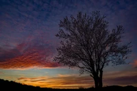 sunset, branch, nature, afterglow, tree