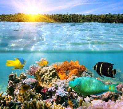 coral, fishes, reef, sea, tropical