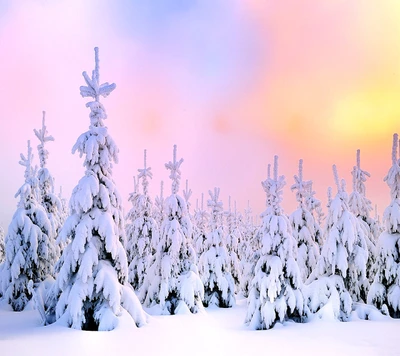 Árboles cubiertos de nieve bajo un cielo pastel al amanecer.