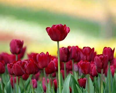 Tulipas vermelhas vibrantes em flor em meio a um jardim colorido.