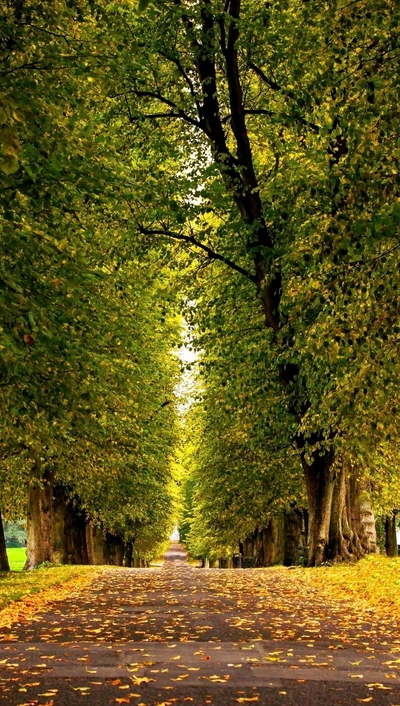 Serene Autumn Road Adorned with Golden Leaves