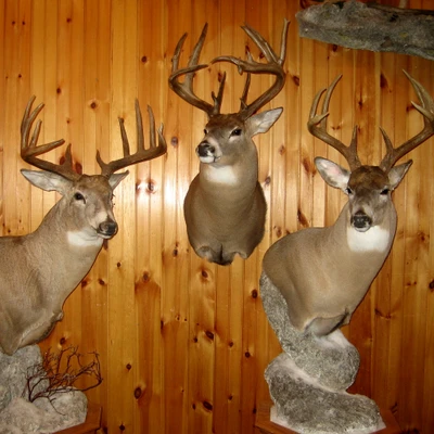 animal, deer, gun, hunt, trophy