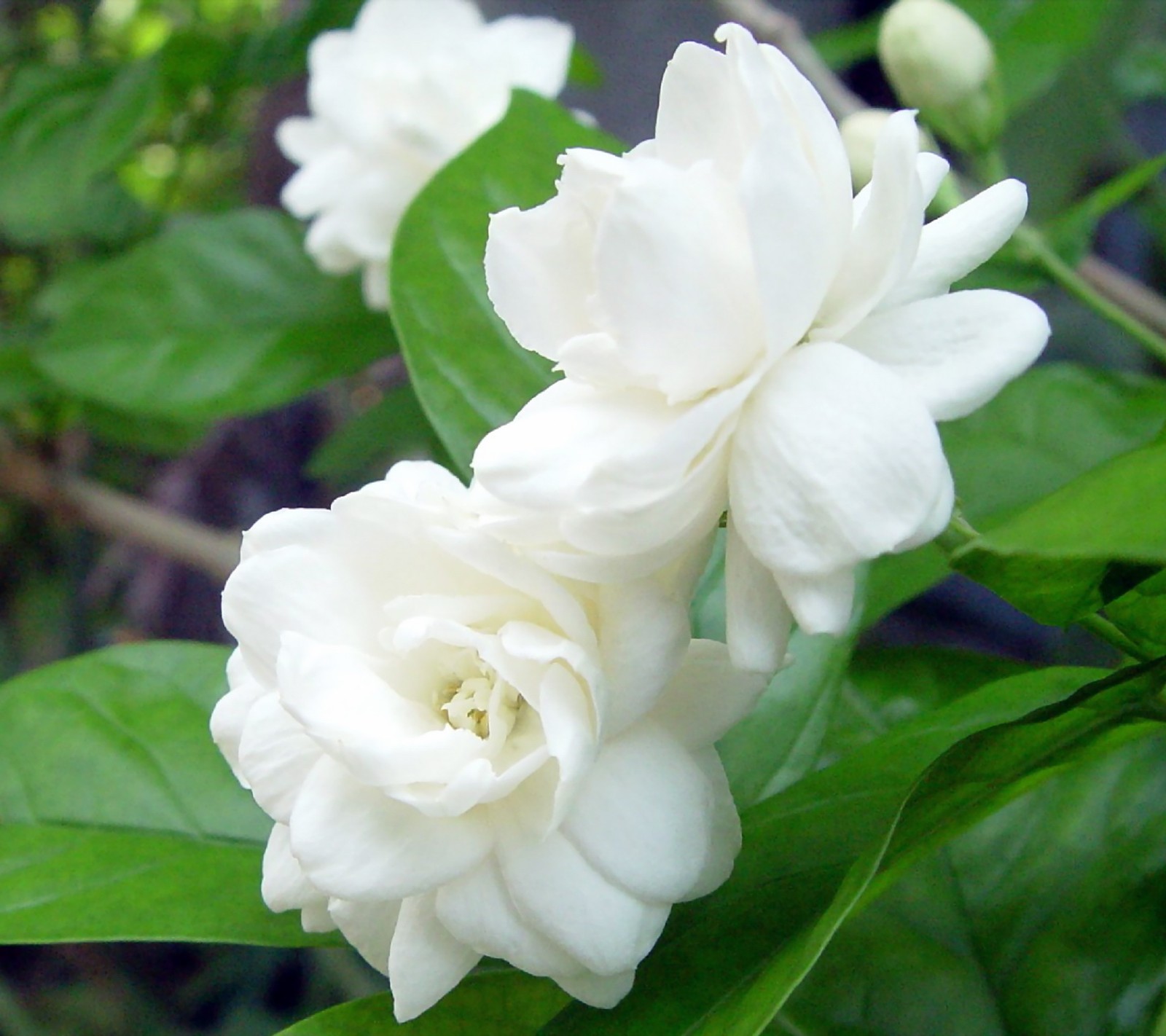 Il y a une fleur blanche qui fleurit sur un arbre (couleurs, paysage, nature, photo)