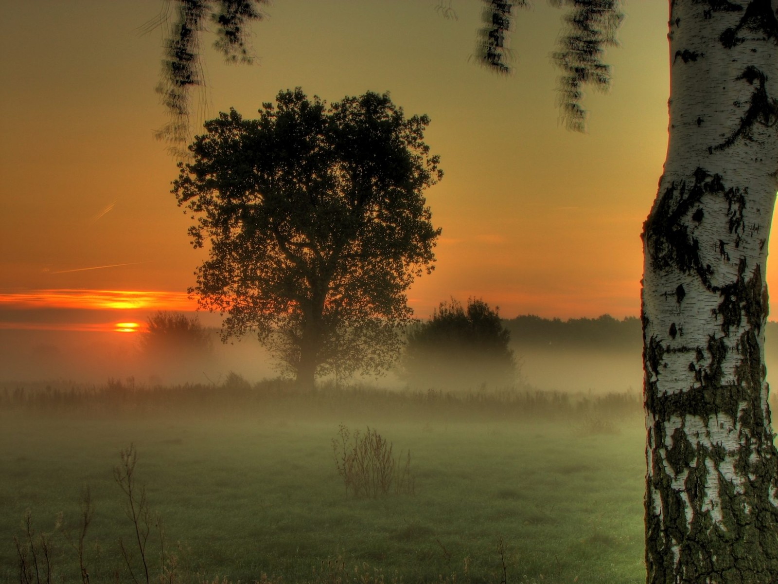 Trees in a field with a sunset in the background (morning, tree, sunrise, mist, atmosphere)