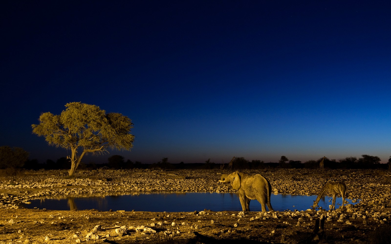 Há dois elefantes em pé ao lado de um pequeno lago à noite (natureza, árvore, savana, campo, céu)